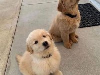 Oyunsever golden retriever yavrular