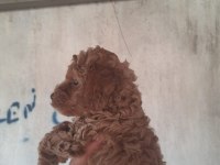 Tüy dökmeyen hipoalerjenik toy poodle yavruları