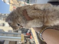 BRİTİSH LONGHAİR YAVRUSU