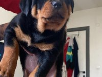 Rottweiler Yavrularımız Yeni Ailelerini Arıyor