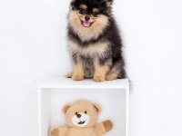 Pomeranian boo