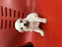 Minik yavru köpekler yeni yuvasına gitmeye hazırlar
