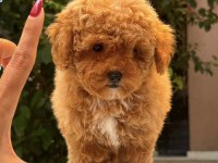 RED MALTİPOO DİŞİ TEDDY SURAT