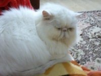 Safkan İran persian yavrular