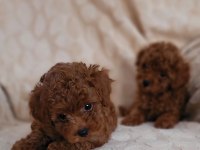 RED BROWN KORE TOY POODLE DİŞİ