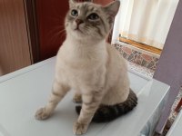 Acil ücretsiz kedimiz