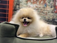 Teacup Pomeranian Boo Erkek Yavrumuz @petclubadanaa