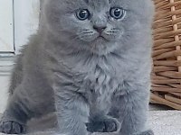 British shorthair bebek