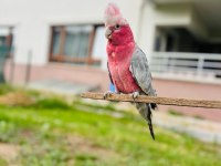 Gül gallah kakadu papağanı