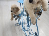 Baby face golden retriever yavrular