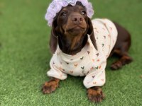 Hayalinizdeki Minik Sosis Dachshund Burada