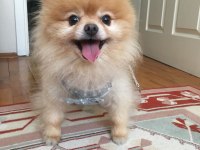 Orjinal pomeranian boo