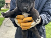 Amerikan Akita Yavrularım