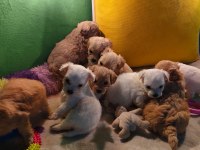 Poodle Miniklerim