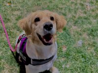 Ücretsiz Golden Retriever Yuva Arıyoruz