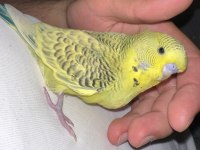 2 aylık el besleme erkek jumbo muhabbet kuşu