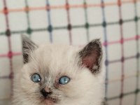 Minik british shorthair bebelerimiz