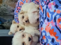 2 aylık yavru dişi ve erkek köpekler mevcut