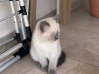 British Shorthair Blue Point yavru