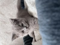 British Shorthair yavrular