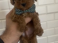 Orjinal maltipoo yavrular