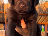 Labrador redriever sevimli yavrular