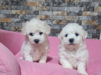 Türkiyede sayılı ailede olan özel ırk bichon frise