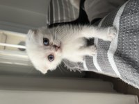 Acil sahiplendirme scottish fold