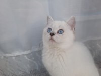 British shorthair silver point