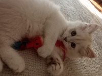 Kedi british longhair 2.5 aylık beyaz