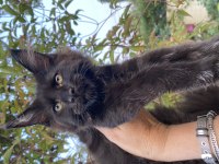 Kalitenin Adresi Big Claw Maine Coon