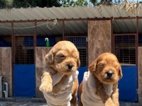 Sevimli Maltipoo Yavru Köpeklerimiz