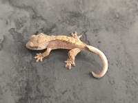 Kaliteli crested gecko yavruları