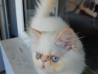 Dişi ve erkek persian