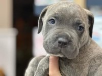 DEV CANE CORSO İTALİANO YAVRULARI