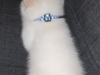 British longhair