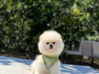 Pomeranian Boo safkan ayı surat bebeklerim