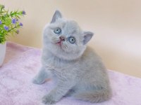 Masum Bebek Lilac British Shorthair 