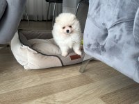 2,5 aylık dişi yavru pomeranian