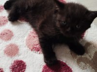 Uygun fiyatla british shorthair