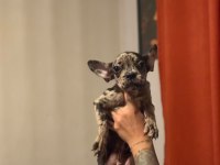 MERLE FRANSIZ BULLDOG