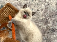 Sevimli british shorthair kardeşler