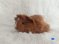 Sevimli Guinea Pig Yavrularımız