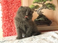 Scottish Fold Minnoşlarım