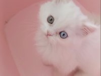 Odd Eyes British Longhair