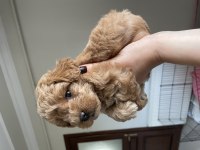 1 aylık poodle dişi