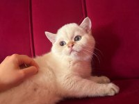 SAFKAN BRİTİSH SHORTHAİR GOLDEN & POİNT YAVRULAR