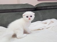 Scottish Fold Yavru Dişi