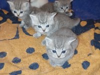 27 günlük british shorthair yavrularımız