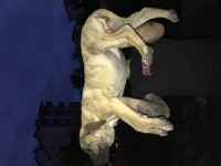 A Class Dev Presa Canario Yavruları